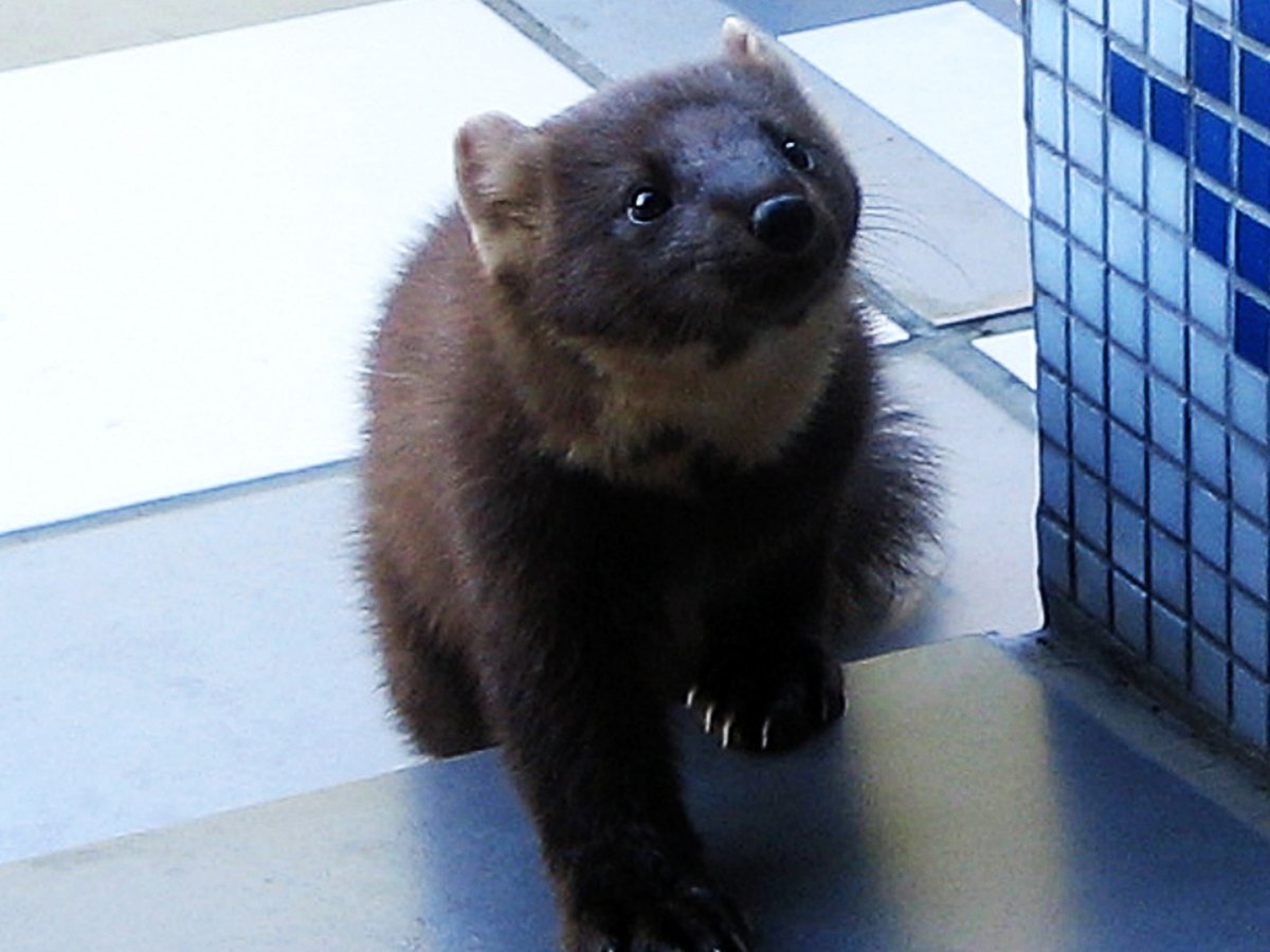 Гость виллы